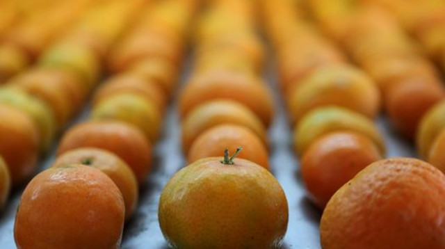 תפוזים (צילום: פלאש 90)