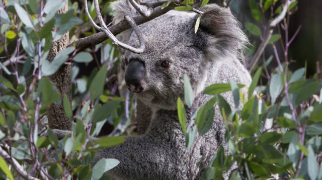 דב קואלה (צילום: רויטרס)