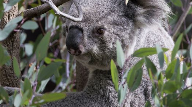 דב קואלה (צילום: רויטרס)