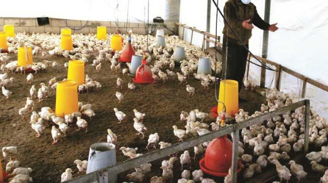 לול תרנגולות (צילום: עבד רחים כתיב)