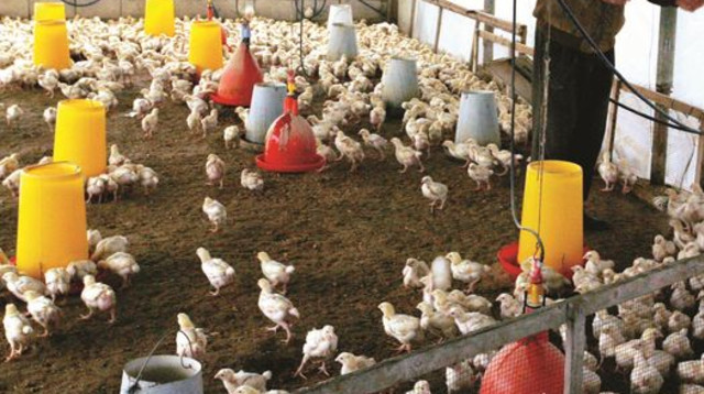 לול תרנגולות (צילום: עבד רחים כתיב)