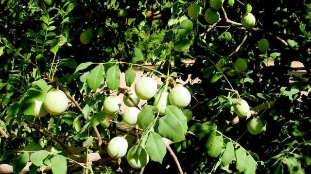 מרולה (צילום: יוסי מזרחי)