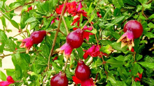 רימון ננסי (צילום: מו"פ ערבה דרומית)