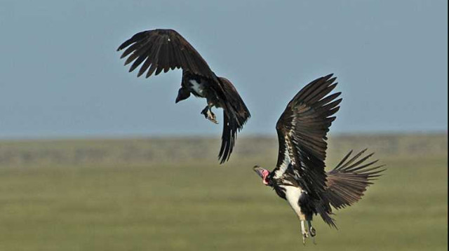 נשרים (צילום: אורי לנץ, פלאש 90)