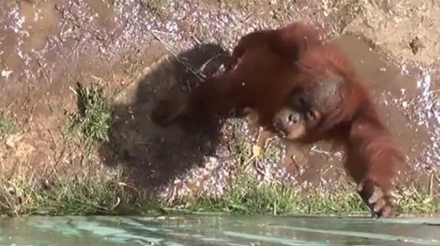 קופי האורנג אוטן בספארי (צילום: דוברות הספארי)