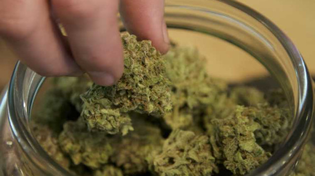 קנאביס (צילום: רויטרס)