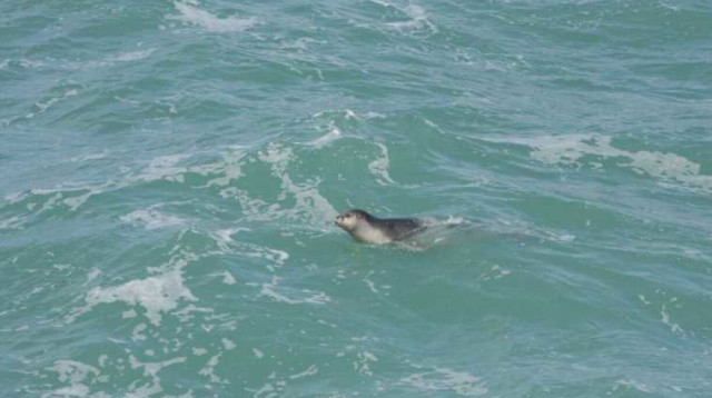 כלב ים  (צילום: מיה אלסר)