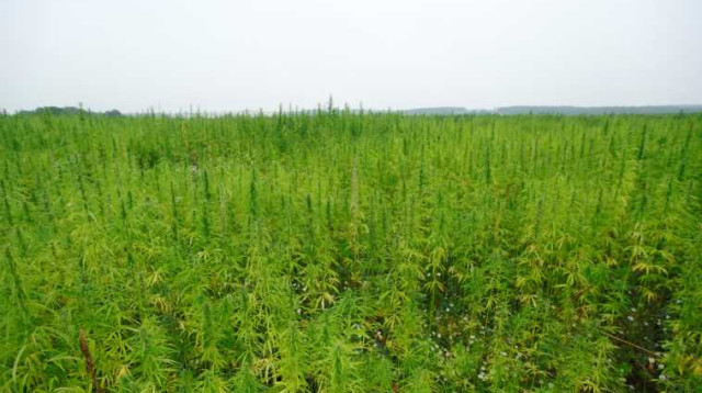 שדה קנאביס בדרום (צילום: דוברות המשטרה)