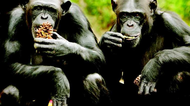 שימפנזים (צילום: רויטרס)