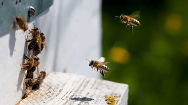 דבורים (צילום: אינגאימג)