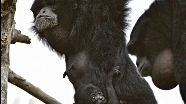 ג'מבי קופת הסיאמנג המליטה (צילום: דוברות הספארי)