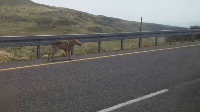 הזאבה הנושכת, רמת הגולן (צילום: אמיר מנקס)