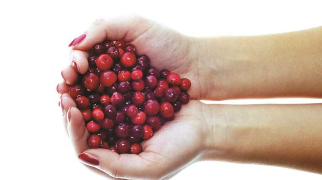 חמוציות (צילום: אינגאימג)