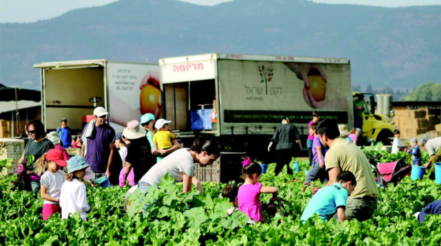 קטיף (צילום: ארכיון לקט ישראל)