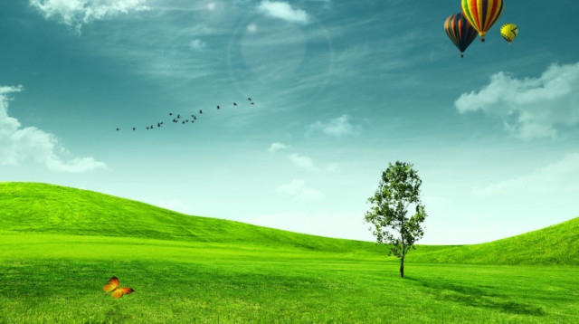 פרחים, פרפרים שלווה  היפים (צילום: אינגאימג)