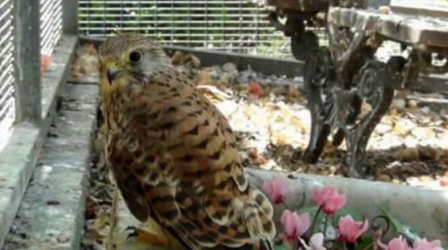 הציפורים המוגנות שהועמדו למכירה (צילום: חטיבת דובר המשטרה)