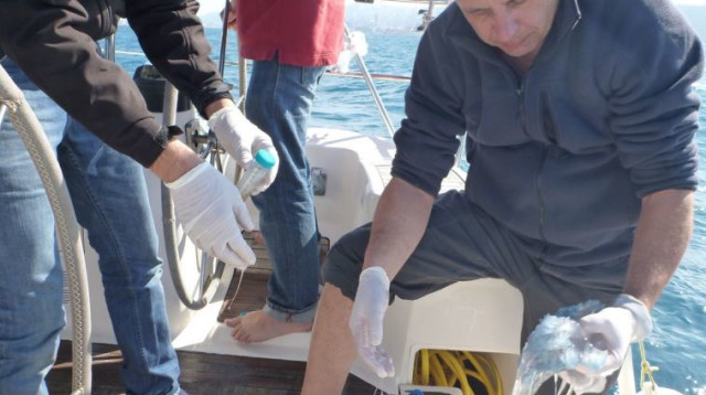 מדוזה שקופה וזרחנית הגיעה לישראל (צילום: אוניברסיטת חיפה)