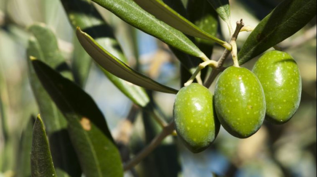 זית זיתים שמן זית (צילום: אינגאימג)