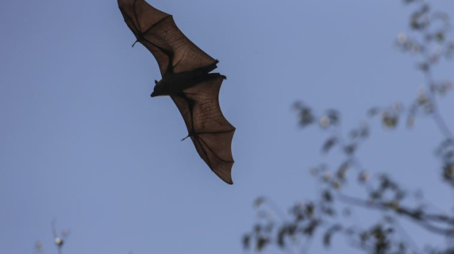 עטלף פירות גדול (צילום: פלאש 90)