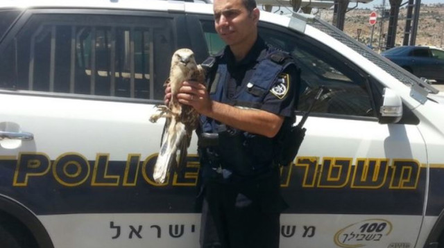 הציפור שנמצאה ע"י יחידת סיור עציון (צילום: חטיבת דובר המשטרה)