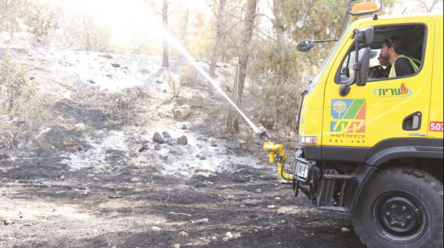 יער אשתאול לאחר השריפה (צילום: אלוני מור)