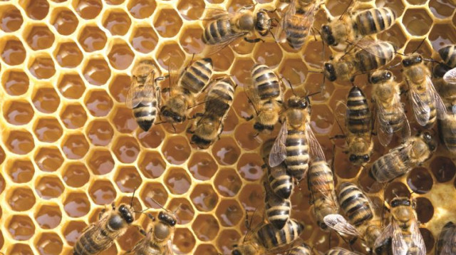 דבורים, דבש (צילום: אינגאימג)