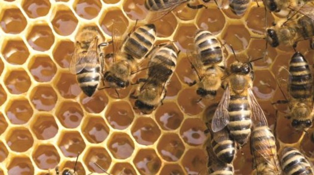 דבורים, דבש (צילום: אינגאימג)