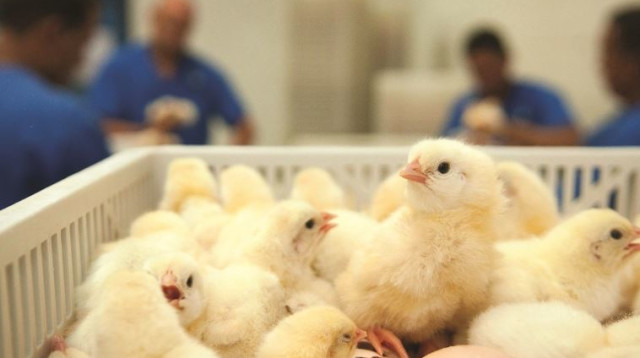 אפרוחים (צילום: רויטרס)