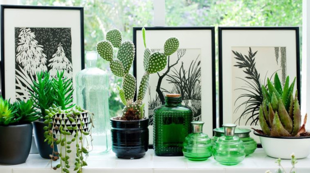 קקטוסים. תמונה: "אמנות לקירות" (צילום: בועז לביא)