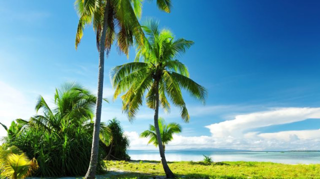 חוף ים עם דקלים (צילום: אינגאימג)