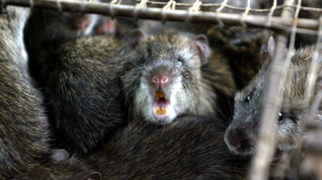 חולדות (צילום: רויטרס)