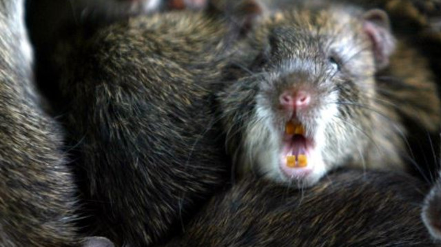 חולדות (צילום: רויטרס)