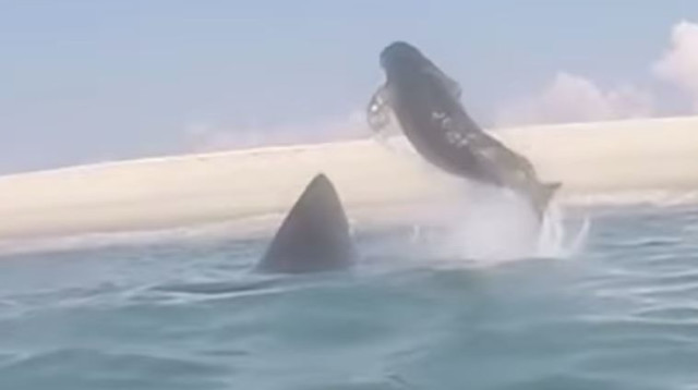 כלב ים חומק מכריש  (צילום: יוטיוב)