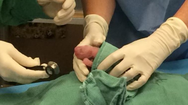 גורי הפנדה החדשים שנולדו בוושינגטון (צילום: צילום מסך,טוויטר)