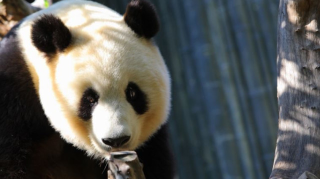 דב פנדה, ארכיון (צילום: אינגאימג)