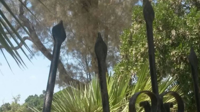 גדר הבריכה בקיבוץ נען (צילום: בית החולים קפלן)