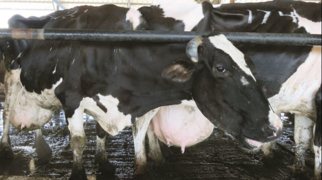 פרות במחלבה (צילום: מיטל שרעבי)