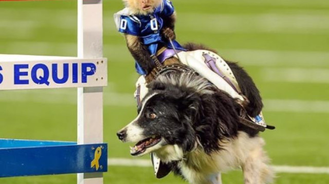 קוף רוכב על כלב (צילום: יח"צ)