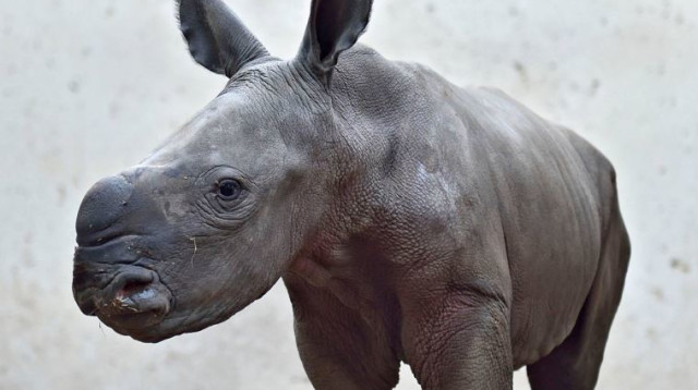 קרנף חדש בספארי (צילום: טיבור יגר)