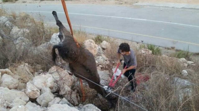חילוץ החמור בבית אריה (צילום: מועצה מקומית בית אריה)