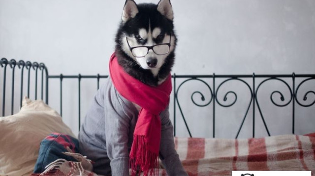 האסקי סיבירי אופנתי (צילום: צילום מסך, אתר boredpanda)