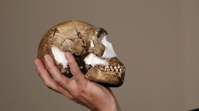 גולגולת של מין אדם חדש (צילום: רויטרס)