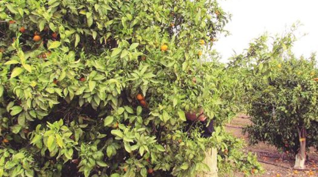 פרדס במטולה (צילום: נתן זהבי)