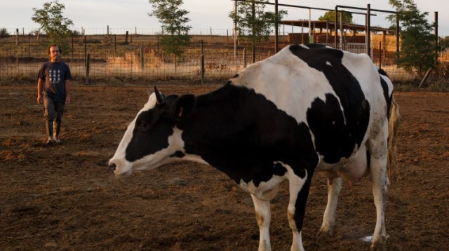 פרה (צילום: Getty images)