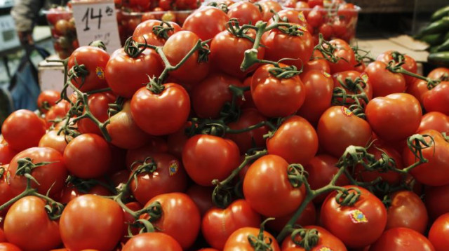 עגבניות, עגבנייה (צילום: פלאש 90)