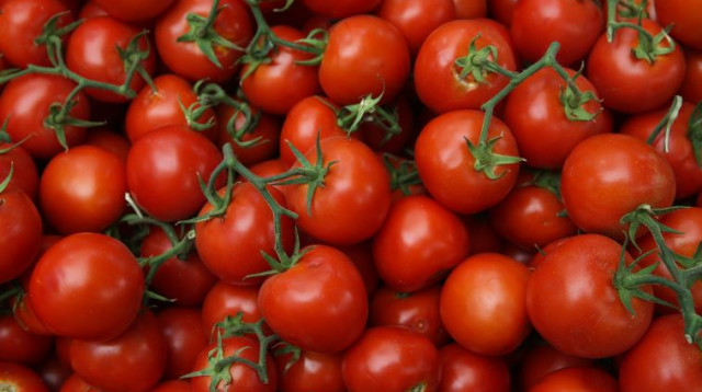 עגבניות, עגבנייה (צילום: פלאש 90)