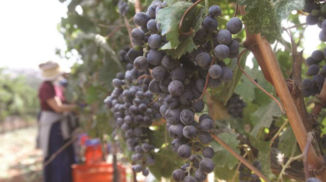 גפני יין ביהודה ושומרון (צילום: אריאל בשור)