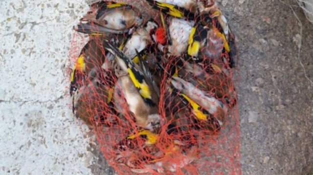 החוחיות שאותרו אצל תושבי עזה (צילום: און ולנסי)