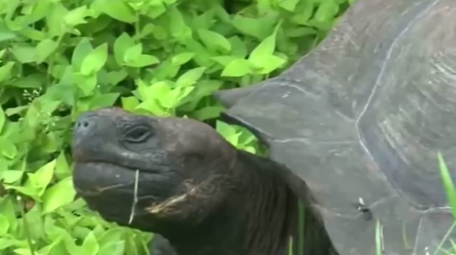 מין חדש של צב גלפגוס (צילום: יוטיוב)