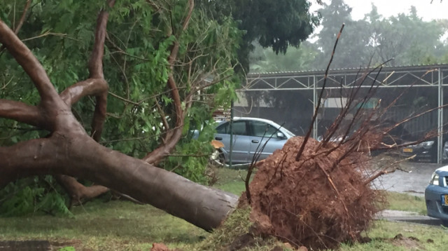 עץ קרס בנתיבי איילון (צילום: מתי יעקובוב)